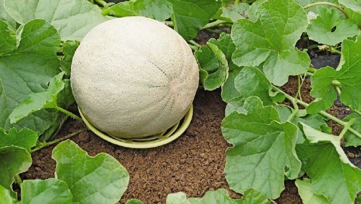 canteloupe resting on a melon cradle in the garden