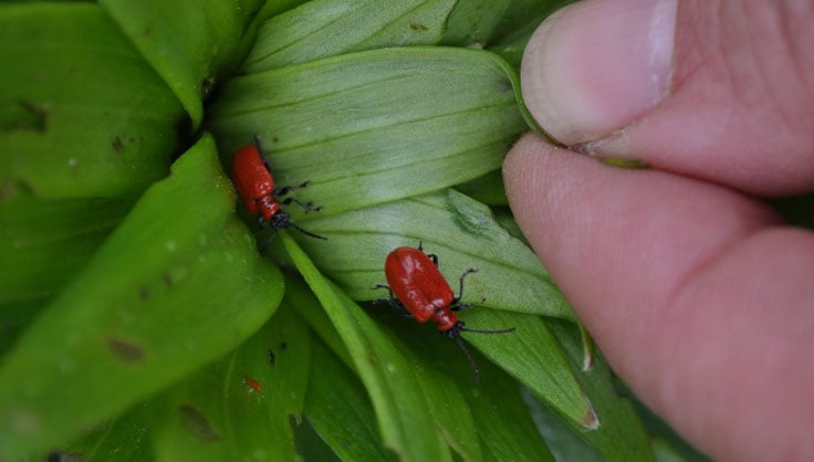 Controlling Lily Leaf Beetles