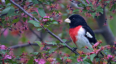 Natural Bird-Safe Pest Control for Bird Lover's