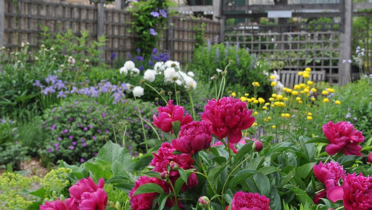 pink peonies in full flower