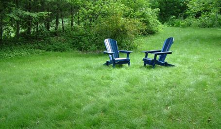 Best mower 2025 for fescue grass