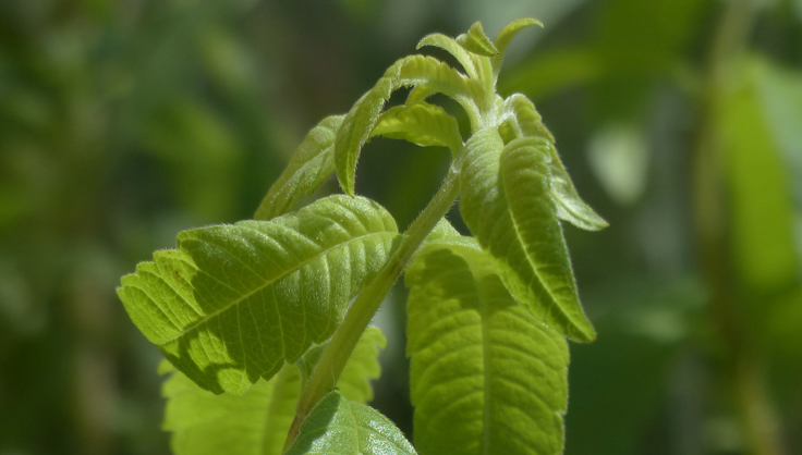 Now Growing: Lemon Verbena – East Bay Times