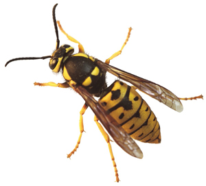 baby yellow jacket insect