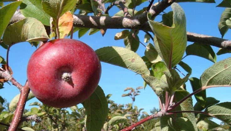 How to Store Apples: 2 Ways to Store Fresh Apples - 2024 - MasterClass