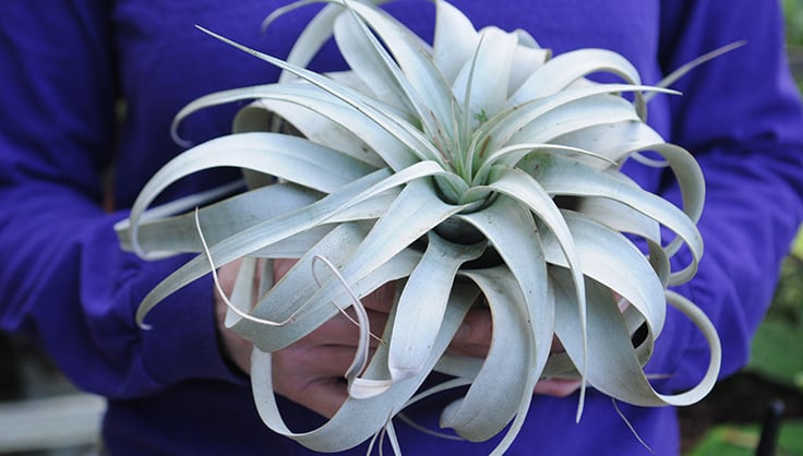 Tillandsia air plant