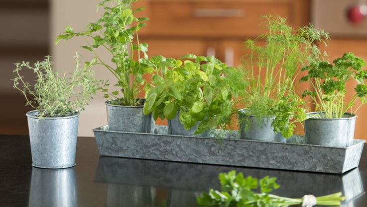 Best Herbs For Growing Indoors, Herb Garden Window Box