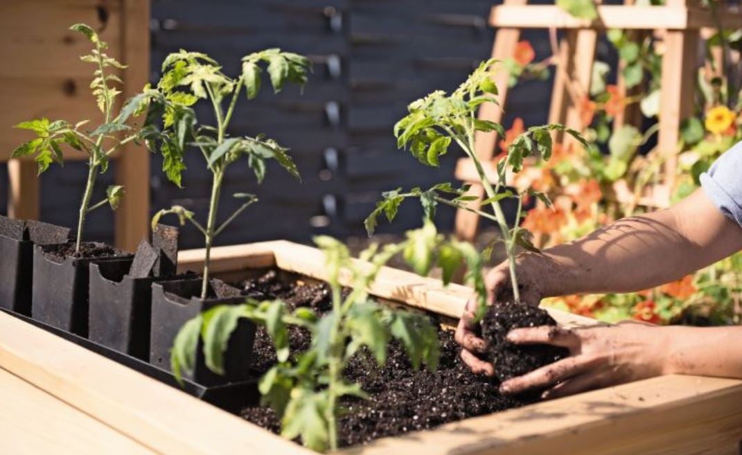 planting tomatatillo seedlings in warm soil