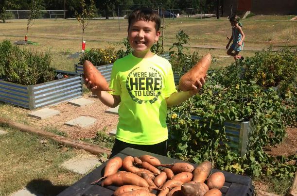 Potato Gleaning Community Service Opportunity