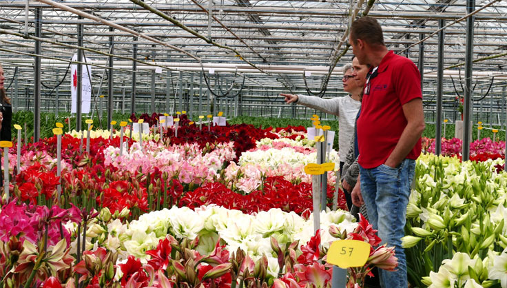 Ben van Geest in amaryllis-growing greenhouse 
