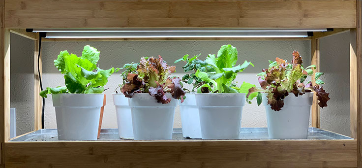  How to Grow Vegetables Indoors