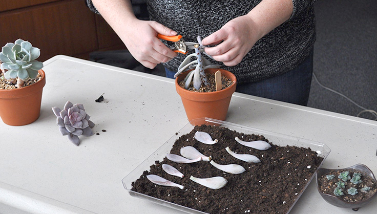 propagating succulent plant