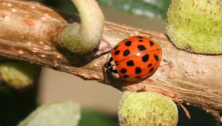 Asian lady beetle