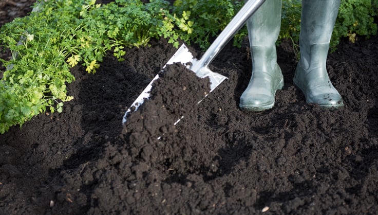 Rubber boots standing in healthy soil with shovel