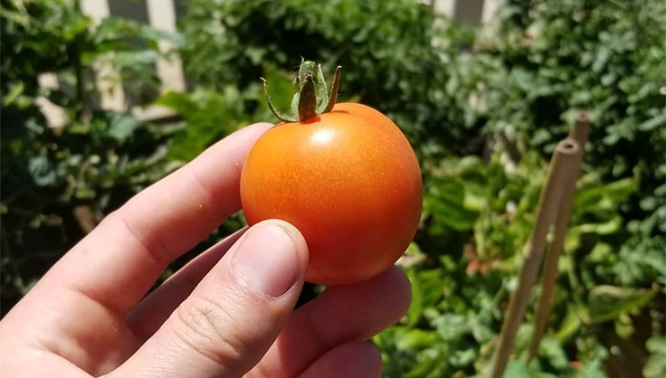 first tomato