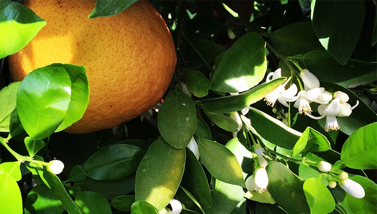 Premium Photo  Sexy woman harvesting tangerine oranges in farm