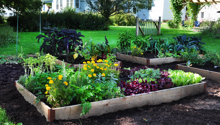 Raised Garden Beds in backyard