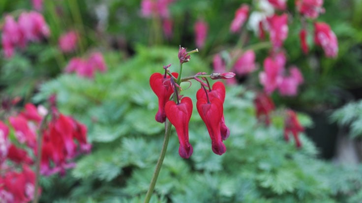 Bleeding Heart