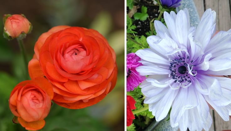 Red Ranunculus and White Anemone