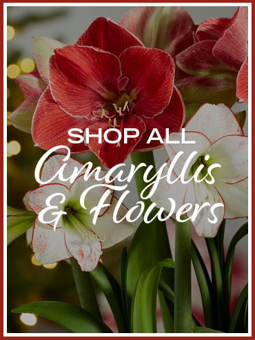 Shop All Amaryllis