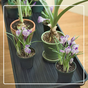 Houseplant Supplies