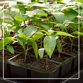 Seed Starting Supplies