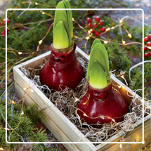 gifts gardeners blooming inspiration