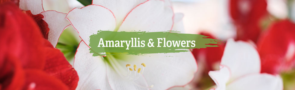 Amaryllis & Flowers