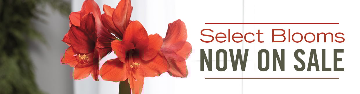 Red Amaryllis blooms on white background, amaryllis on sale
