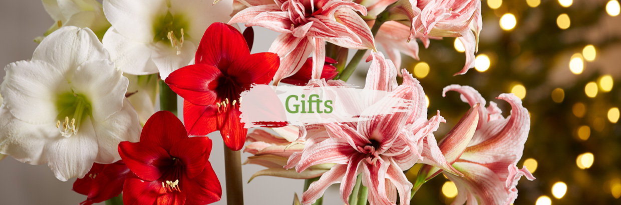 Seasons of Cheer Amaryllis Bulbs with Christmas lights in background