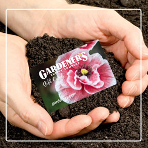 E-Gift Cards