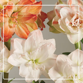 Amaryllis & Flowers
