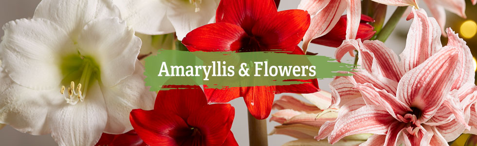 Amaryllis & Flowers