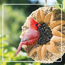 Cardinal on Songbird Tweet Sunflower Wreath with green leaves in background