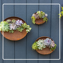 Corten Steel Half Moon Planters with succulents in them against a wooden blue wall