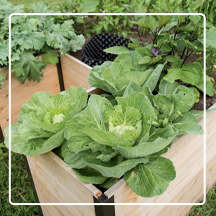 Keyhole Garden Bed with leafy greens planted inside