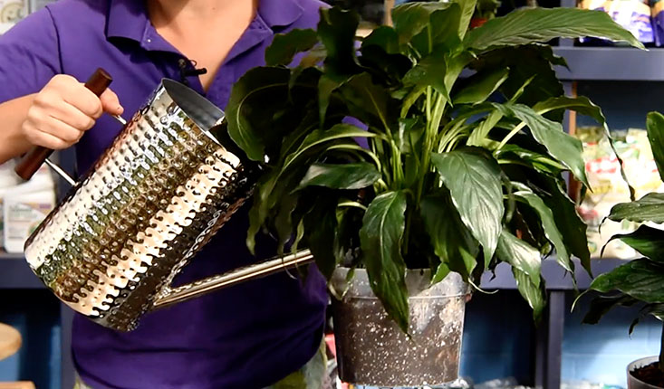Woman using stainless steel watering can to water a potted houseplant