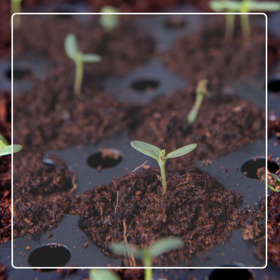 Seedlings sprouting in Coco Coir Seed Starting Tray