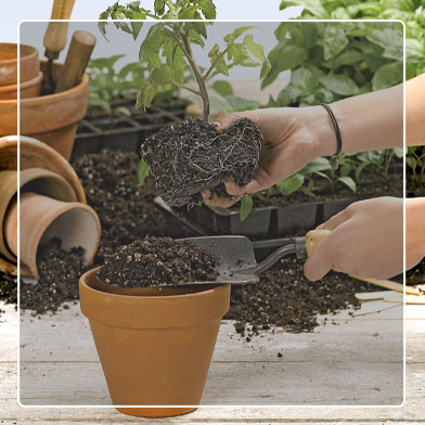 Plant being held and transplanted into terra cotta pot with trowel full of soil in other hand
