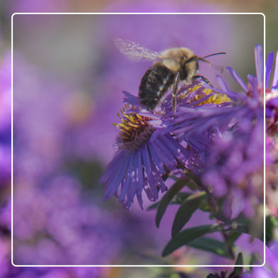 Honey bee pollinating purple flowers