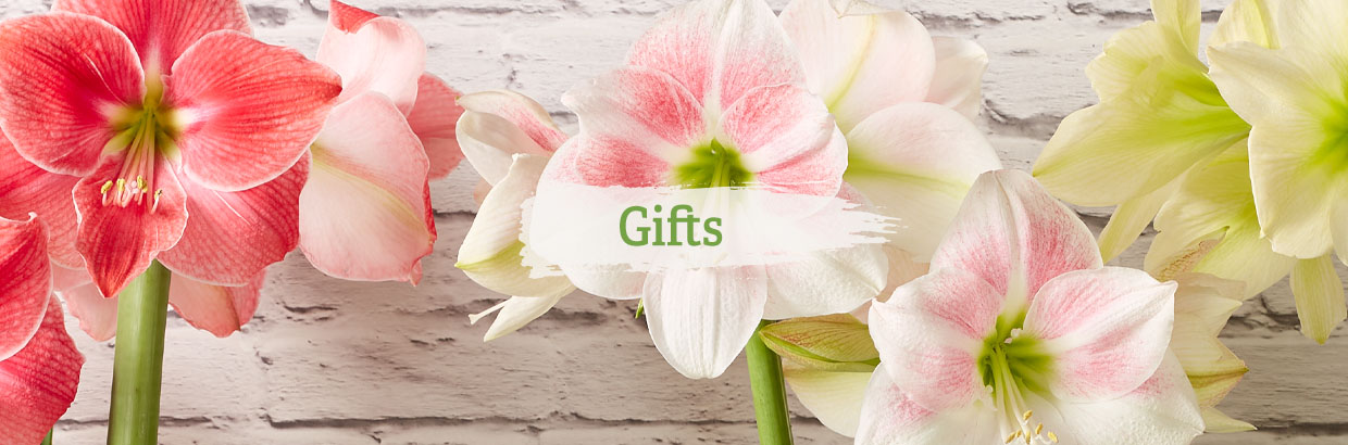 Star Potted Amaryllis blooms against a white brick wall