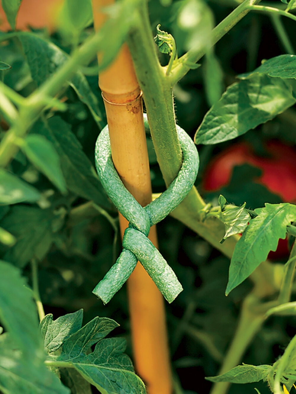 Plant Ties 50 metres of Twist Tie Vegetables and Vines Ideal for Tying Plants 