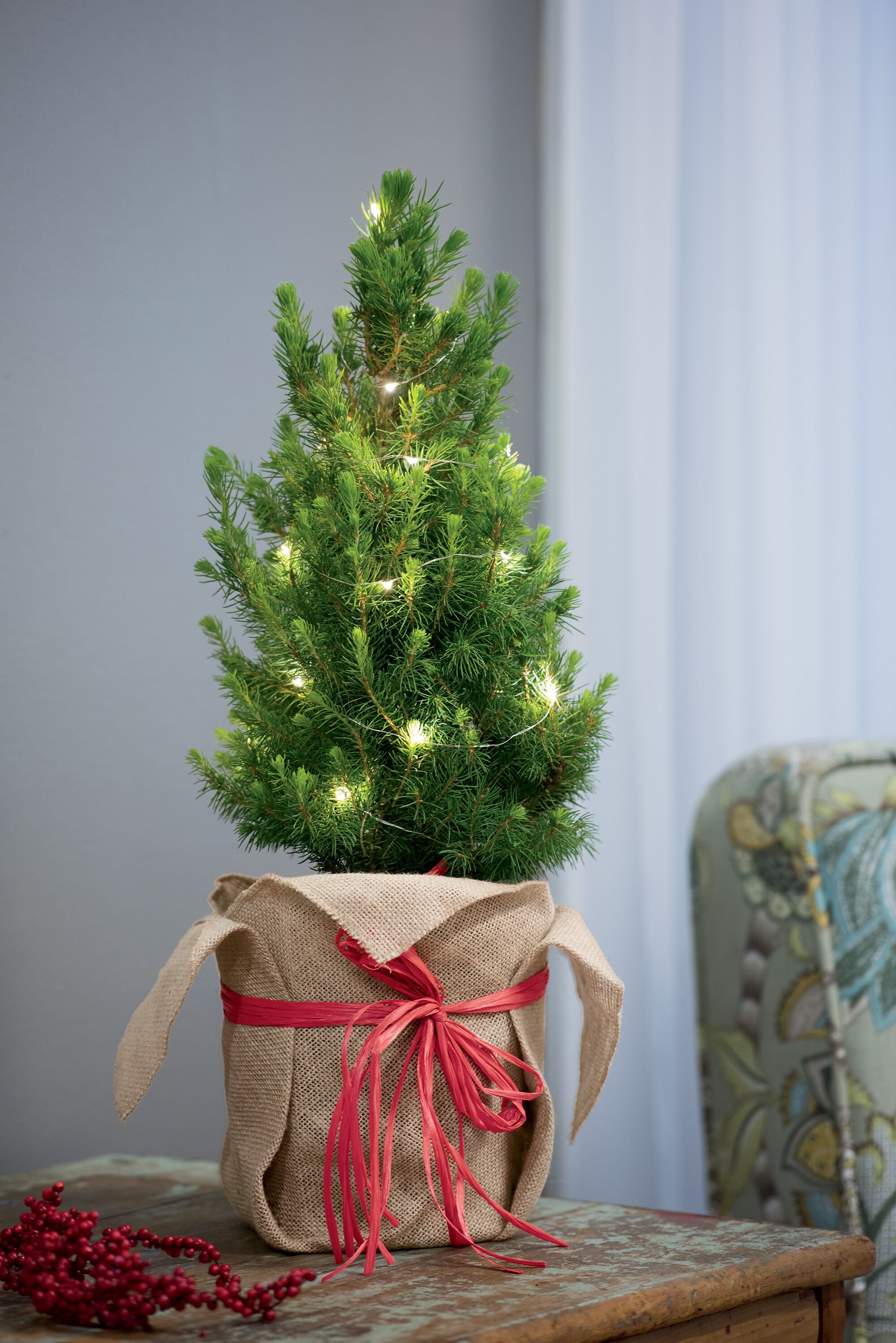 Tabletop Spruce Tree with Lights