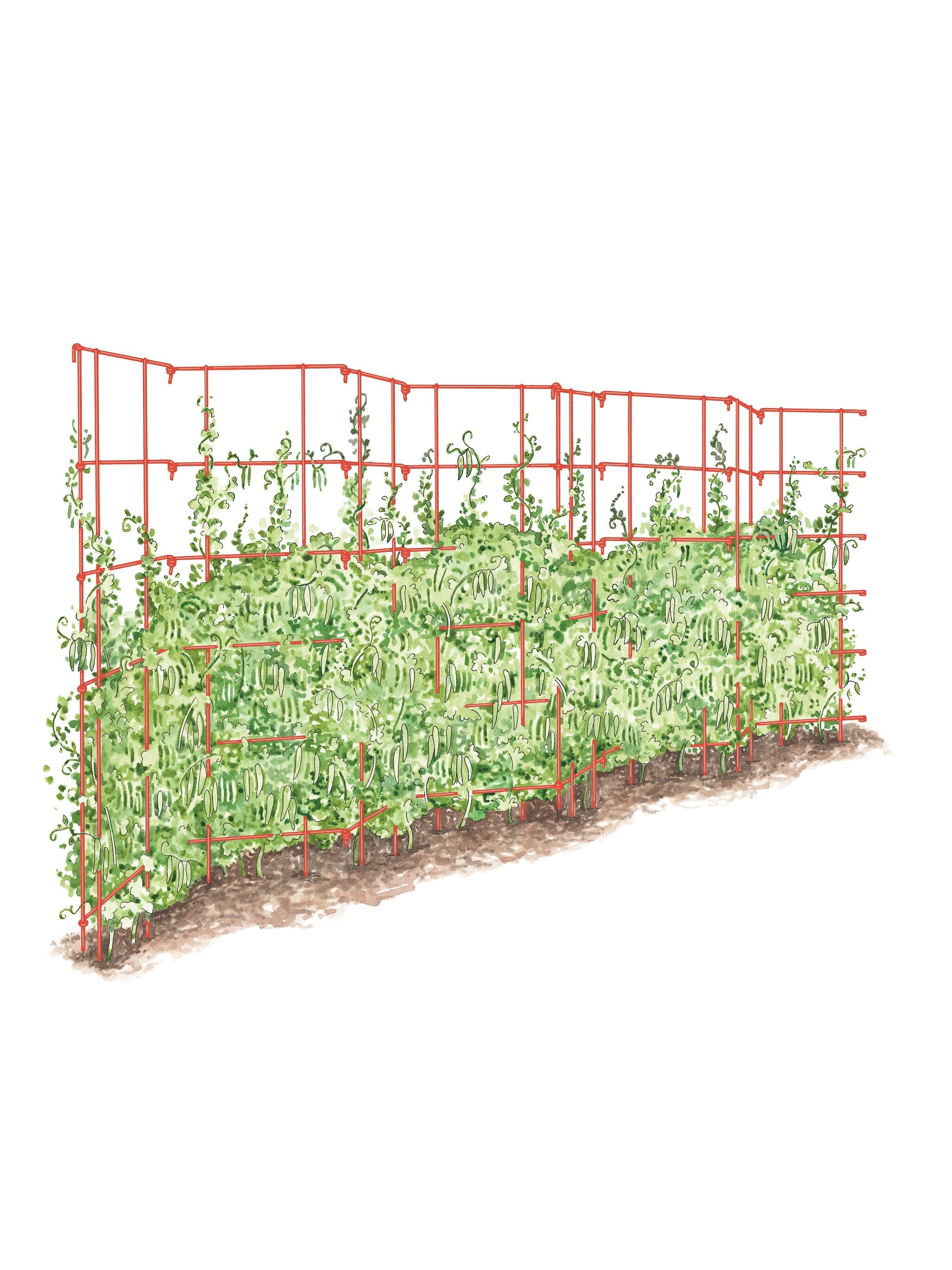 Expandable Pea Trellis