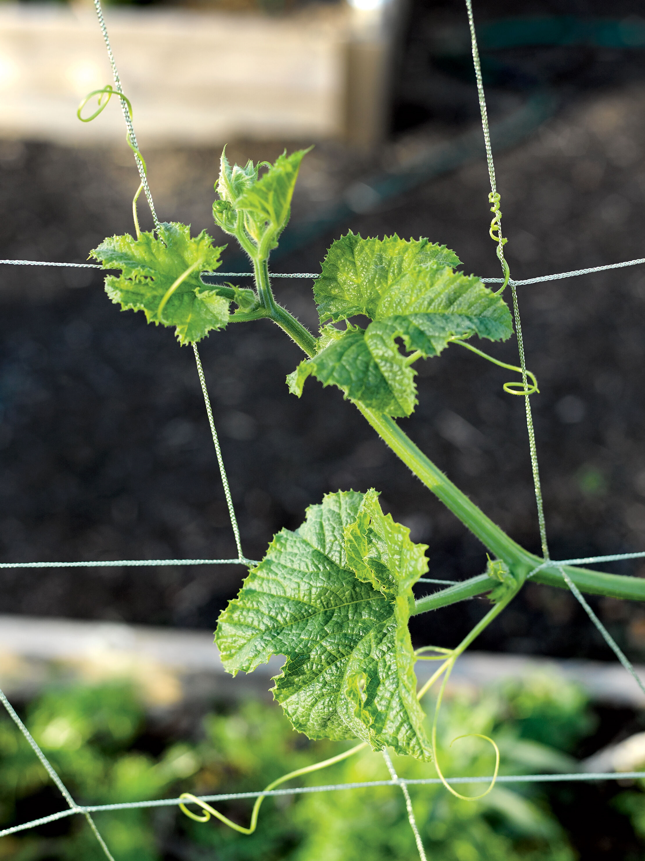 Plastic Trellis Netting Plant Support for Climbing Plants,Garden Vine Net 