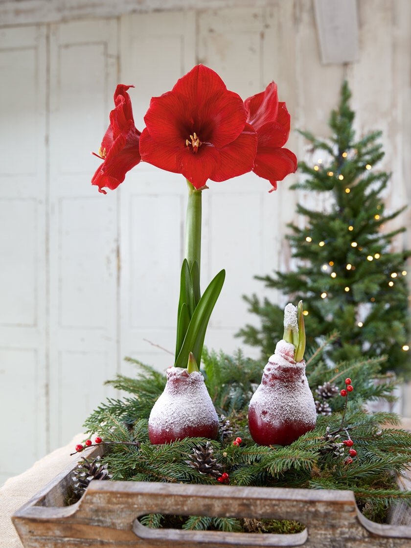 Great Holiday Gift Christmas Red 2 Per Pack Snow Flecked Red Blooming Waxed Amaryllis Bulbs 