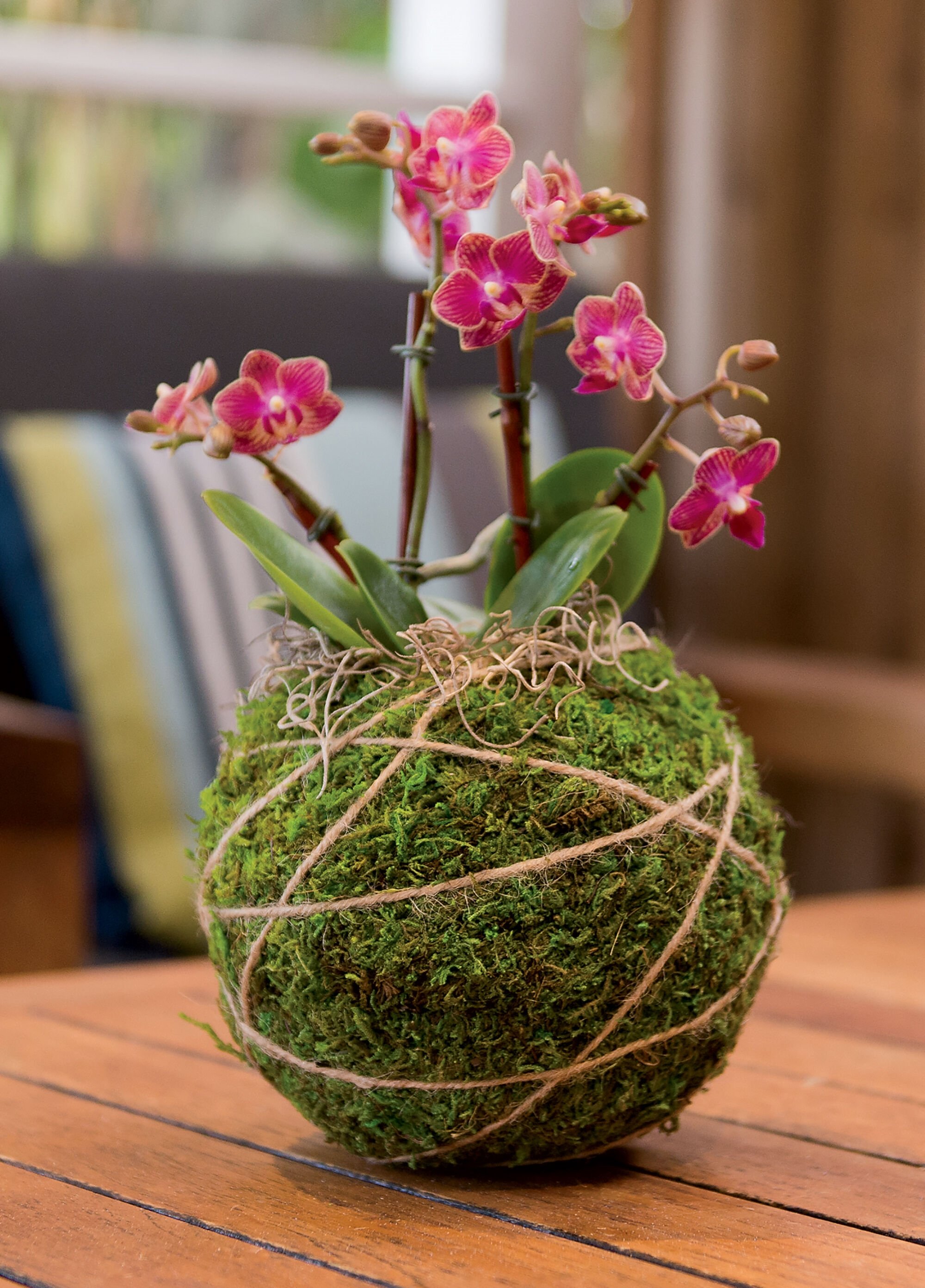 Natural Moss Ball Kokedama Making Kit Made in japan 