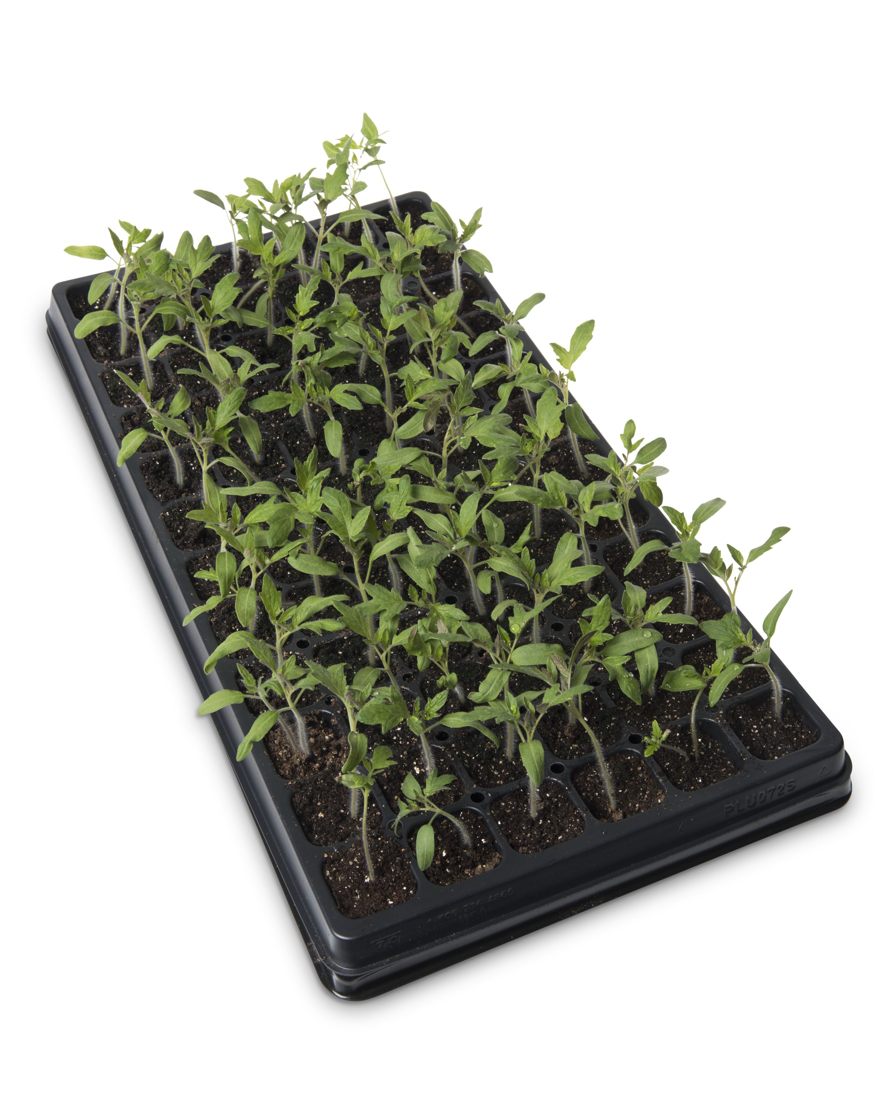 Heavy Duty 72-Cell Seedstarter Kit