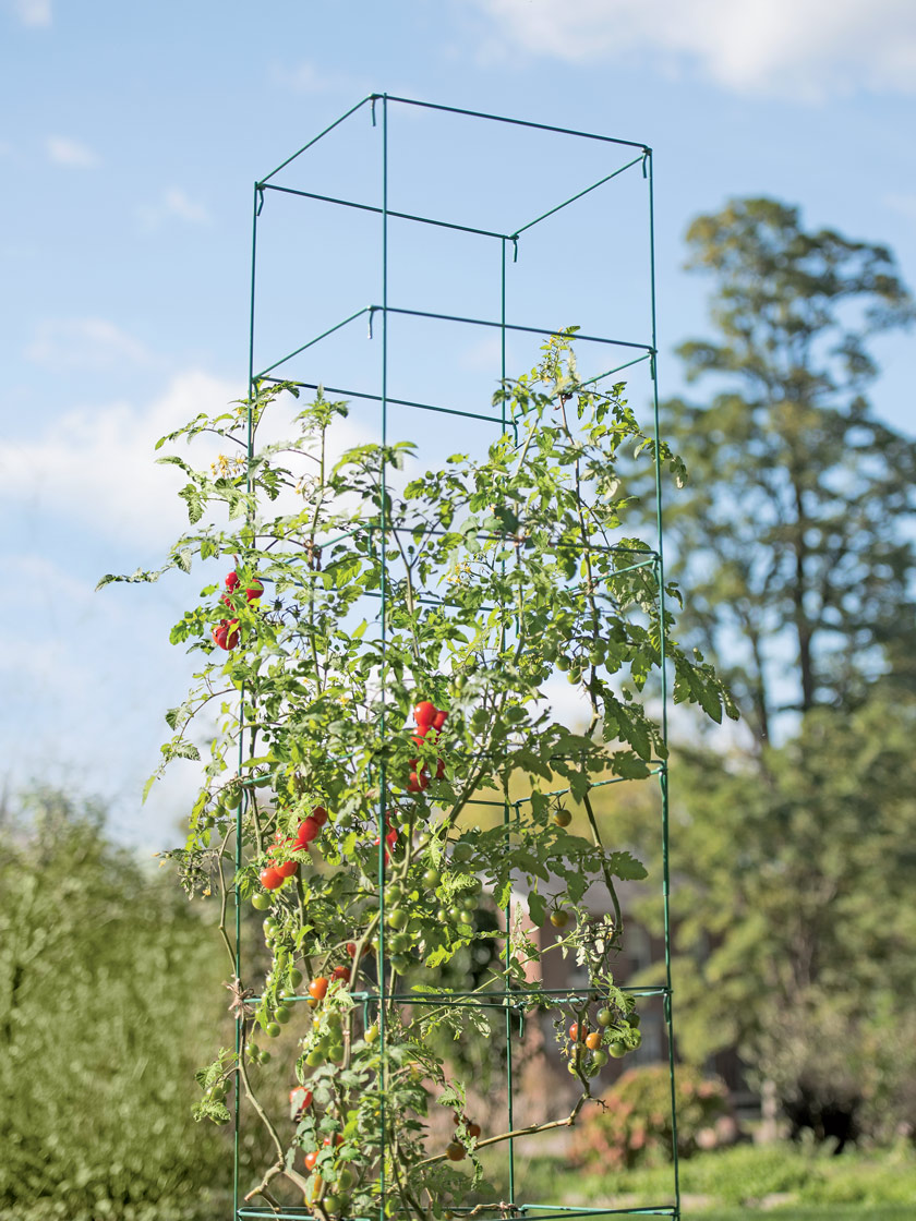 Mammoth Tomato Towers, Set of 2