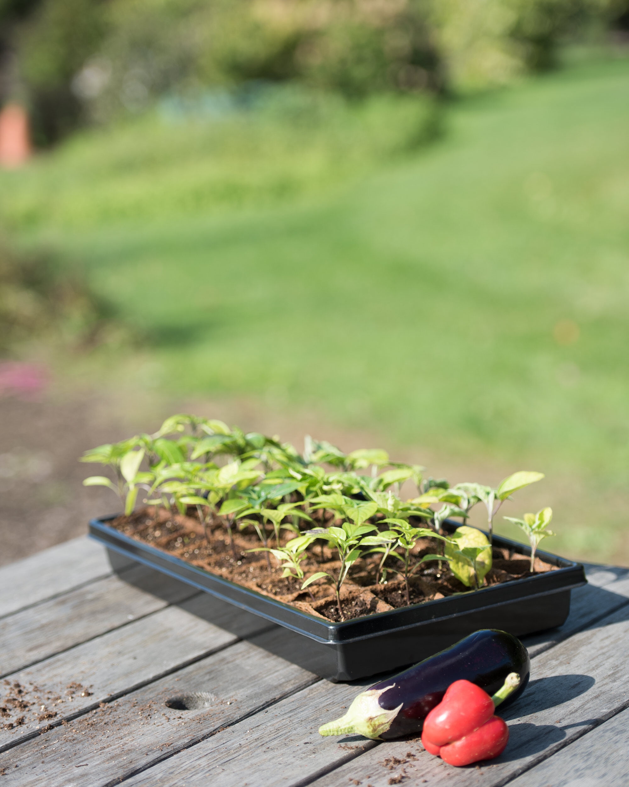 2” Square Biodegradable Pots and Tray Set