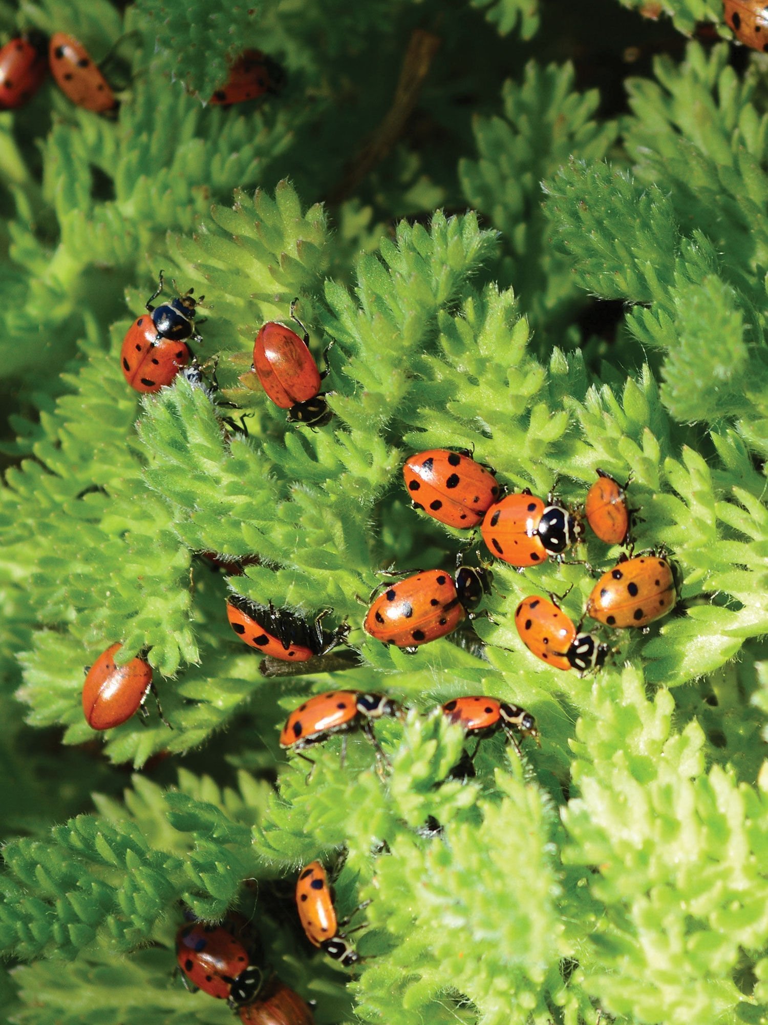 Ladybugs for Sale Ladybug Starter Pack Gardener's Supply